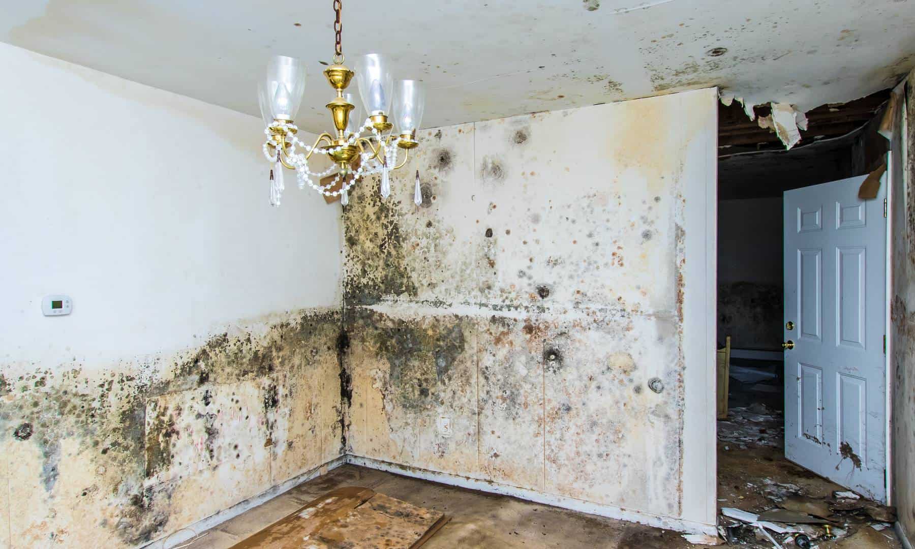 Mold Damage